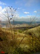 Brotes de negrillo. Petn, Orense